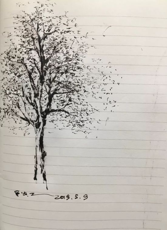 树/速写/2019.5.9
